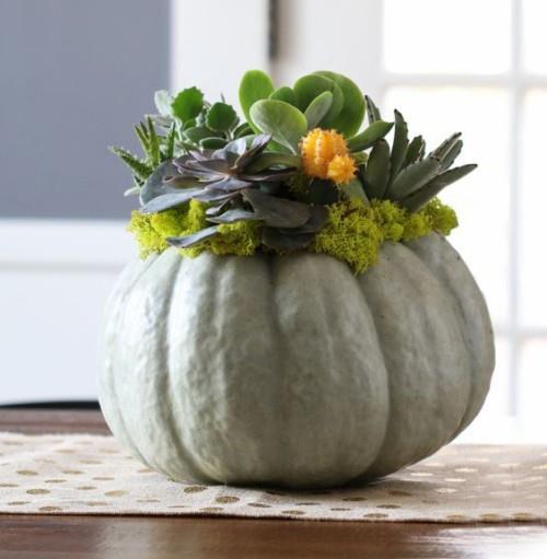Plantes succulentes dans le pot de fleur de citrouille