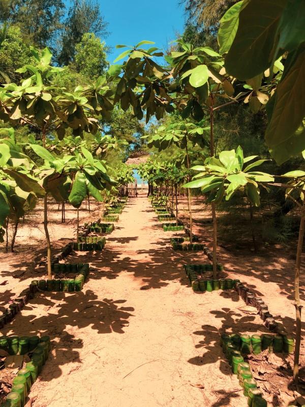 Meubles de jardin et groupes de sièges en teck - quels sont les avantages des jeunes arbres de la ferme en teck