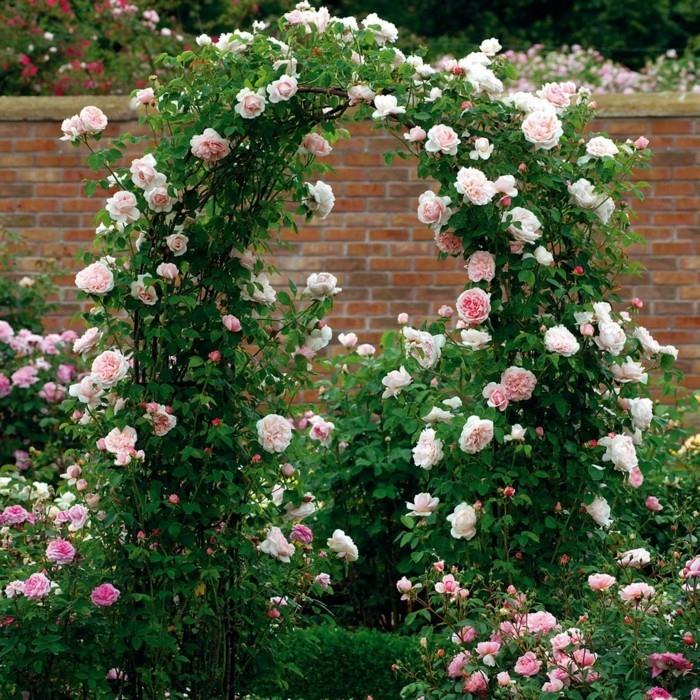 Róża pnąca Hojny Ogrodnik o łukowatym kształcie