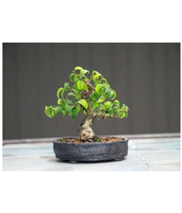 Doniczka i małe drzewko bonsai