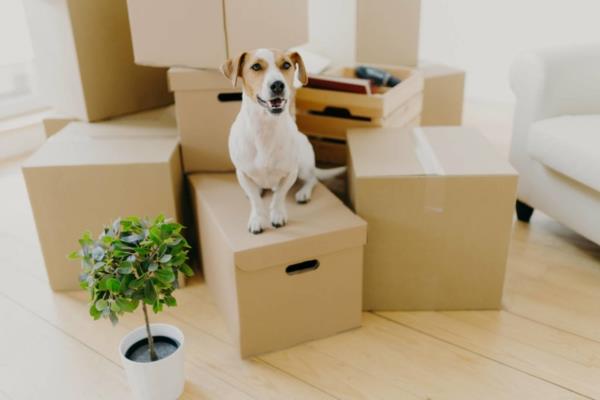 Conseils de déménagement Entreprises de déménagement Kisten Hund