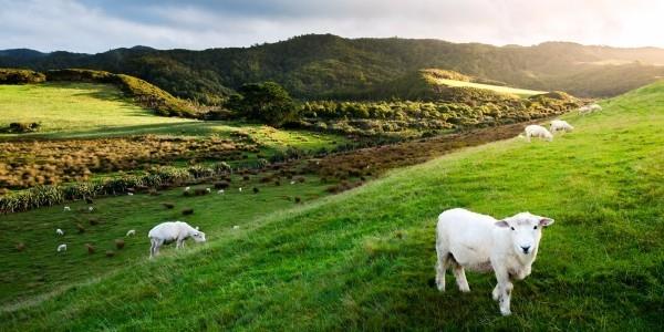 Lieu de vacances insolite Nouvelle-Zélande Mouton nature pure