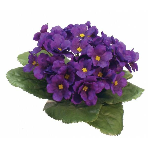 Violettes africaines populaires plantes d'intérieur violet