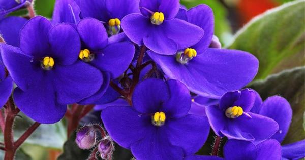 Les violettes africaines sont incroyablement populaires en velours de plantes d'intérieur