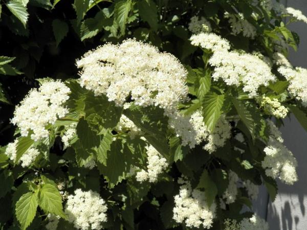 Boule de neige Viburnum dentatum