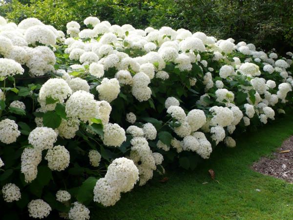 Couper des hortensias blancs - idées de conception de jardin