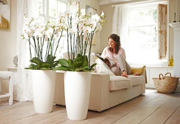 Orchidées blanches chambre lumineuse maison confortable
