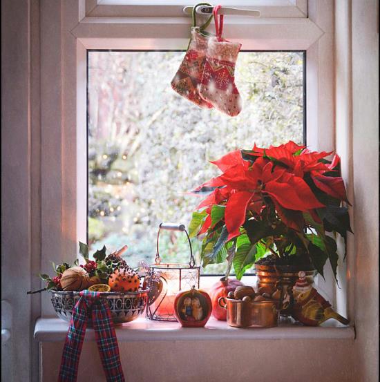 Świąteczne ozdoby okienne Poinsecję w doniczce na oknie można zobaczyć również z zewnątrz, roztaczając wspaniały świąteczny nastrój