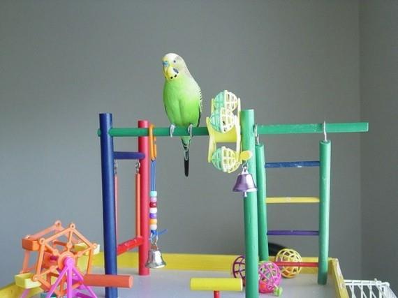 Budgie Playground DIY Zabawki dla ptaków