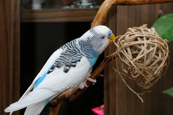 Budgie zabawki DIY zabawki dla ptaków kulki rattanowe!