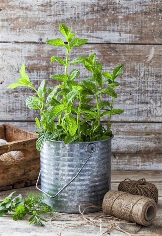 Décorer la baignoire en zinc - idées et astuces pour une décoration de jardin rustique pot métal menthe herbes