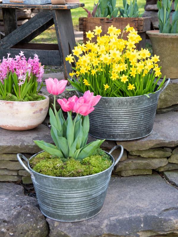Décorer la baignoire en zinc - idées et astuces pour une décoration de jardin rustique fleurs de tulipes printemps beau