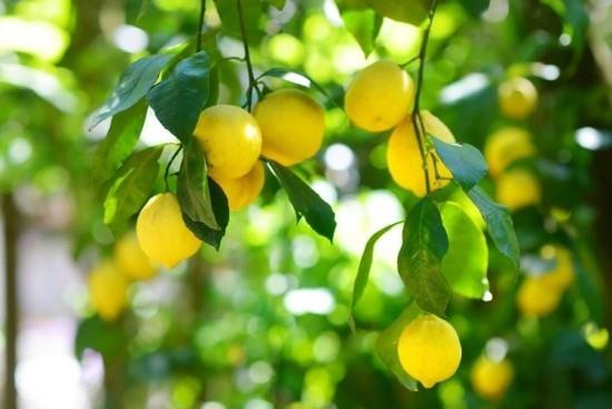 Citronnier fruits jaunes mûrs sur l'arbre