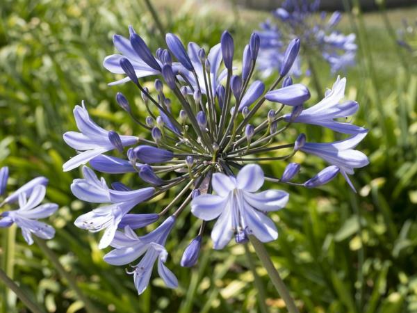 Afrykańska lilia ozdobna agapanthus lils kwiaty