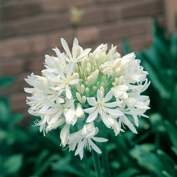 Afrykańska afrykańska lilia White Fresh Garden Pomysły na lato