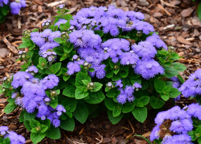 ترجمة Ageratum من اللاتينية تعني 