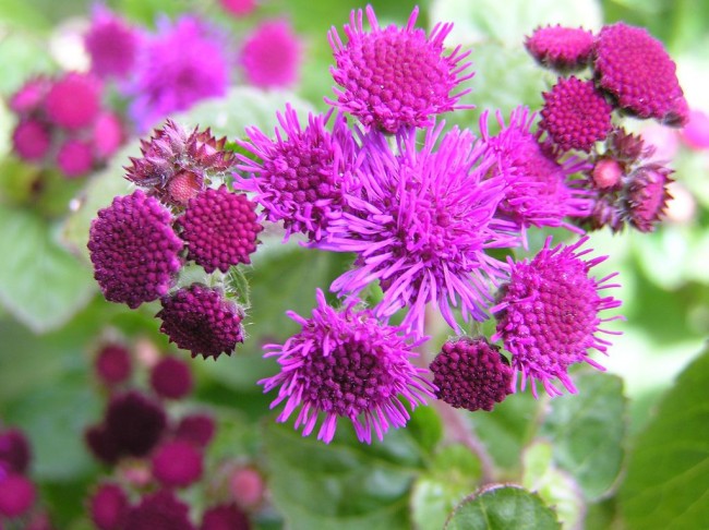 Ageratum نبات زينة رائع