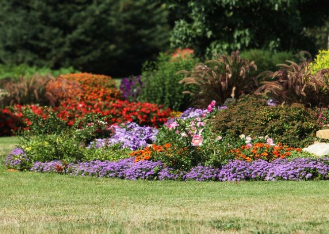 نظرًا لقدرته على النمو جيدًا ، يستخدم ageratum على نطاق واسع في تصميم المناظر الطبيعية.