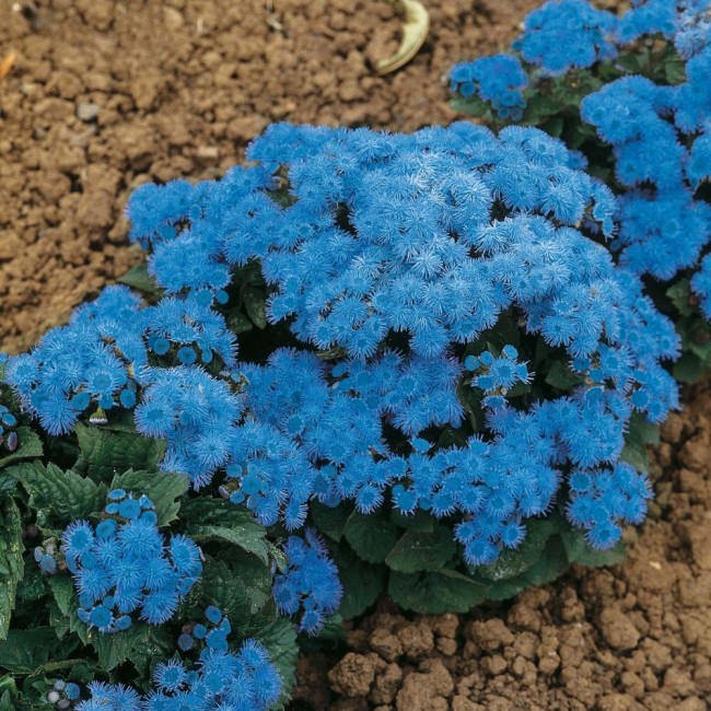 غالبًا ما يستخدم Ageratum لمحاكاة مجرى جاف أو خزان