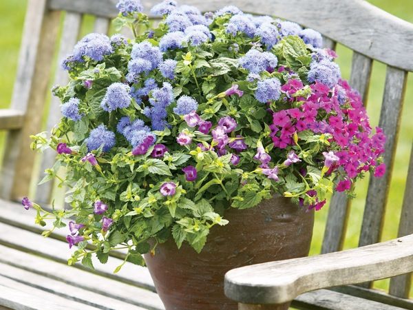 غالبًا ما تُزرع Ageratum مع نباتات أخرى بحيث تخلق البرودة اللازمة للجذور.