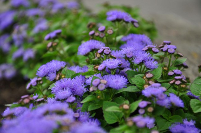 يستخدم Ageratum أيضًا في عمليات الهبوط أحادية الملف.