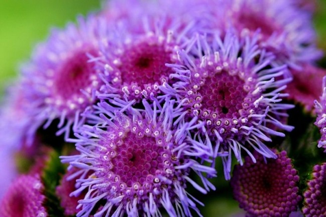 سيكون Ageratum بمثابة ديكور رائع للشرفات والباحات وشرفات المراقبة ومناطق الجلوس