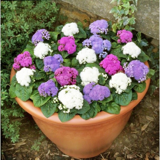 يوجد في Ageratum العديد من الأنواع ، ولكن في خطوط العرض لدينا من الممكن أن تنمو فقط عدد قليل منها.