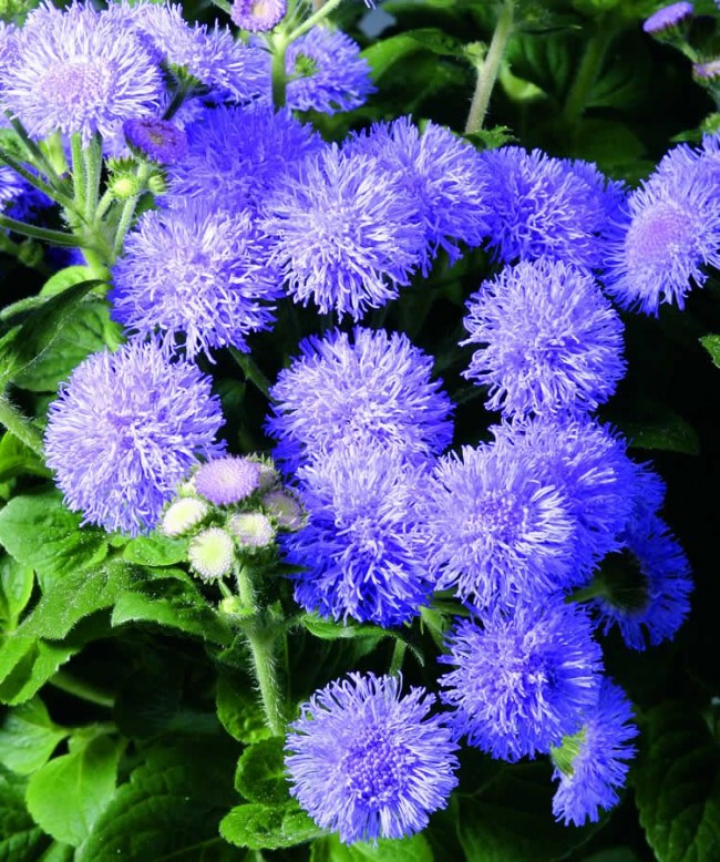 Ageratum الأزرق