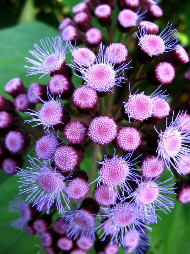 زراعة ageratum من البذور هي الطريقة الرئيسية والأكثر فعالية لتكاثر النبات