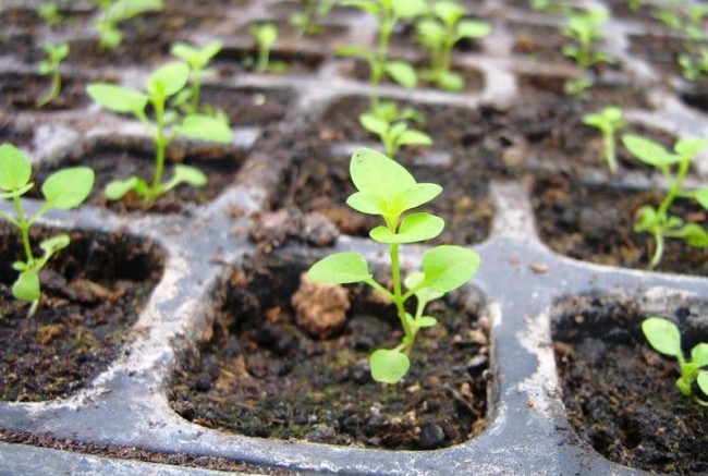 شتلات ageratum