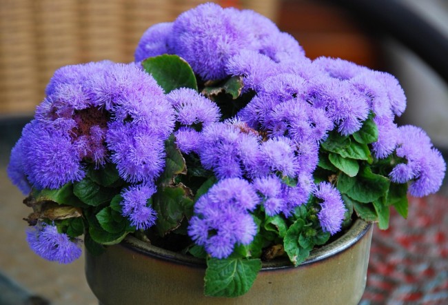 إذا قمت بتهيئة الظروف المناسبة ، فيمكن أن تزدهر ageratum لفترة طويلة وتحتفظ بلون الزهور.