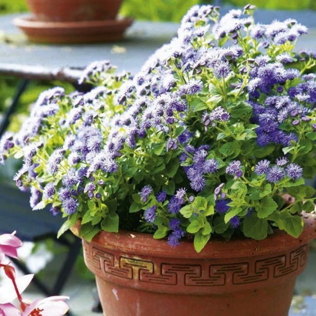 Ageratum شديد الحرارة ، لذلك يمكن أن يموت مع الصقيع الأول.