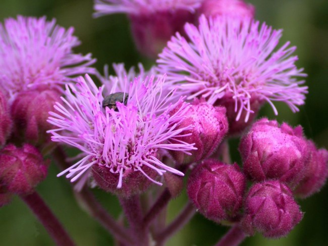 يفضل Ageratum رطوبة التربة المعتدلة