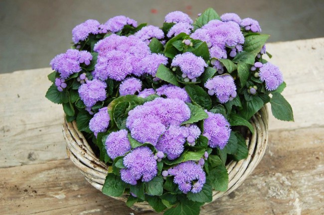 بالنظر إلى ageratum في الصورة ، فأنت تعجب قسريًا بجمالها ونعمتها