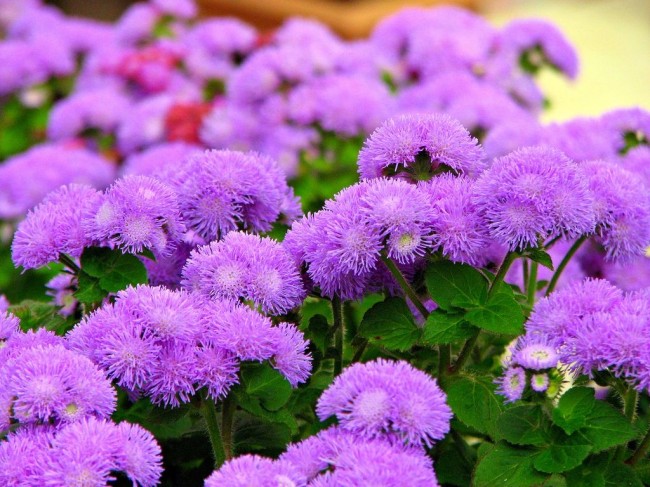 Ageratum نبات جميل بشكل غير عادي