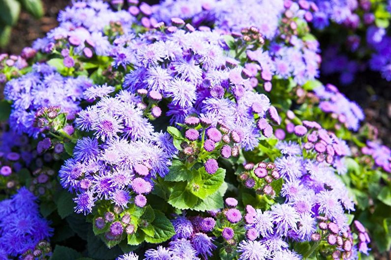 Ageratum - Осветление