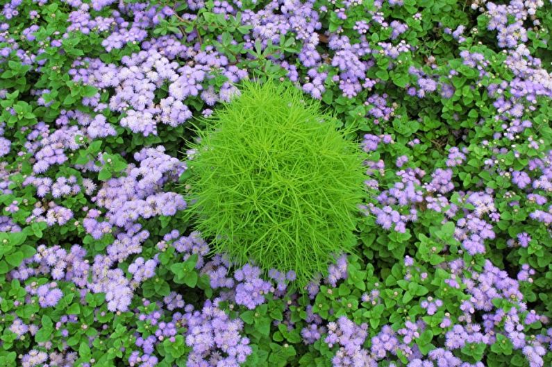 Ageratum - Осветление