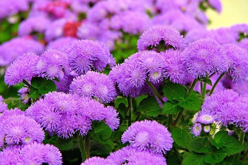 Ageratum (95 снимки): видове и грижи