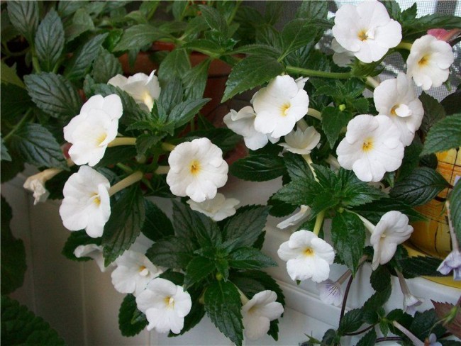 أزهار أكيمينيس رشيقة بيضاء نقية