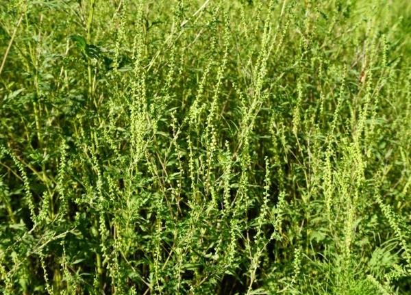 plante d'ambroisie allergène été