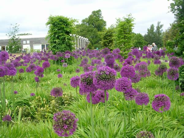 conseils d'entretien des oignons d'ornement plantes allium