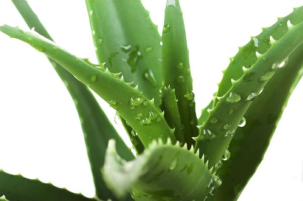 aloe plantes en pot santé beauté