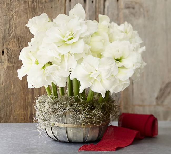 Шикозна саксия с пухкави цветя с бял цвят