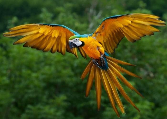 perroquet de la forêt amazonienne