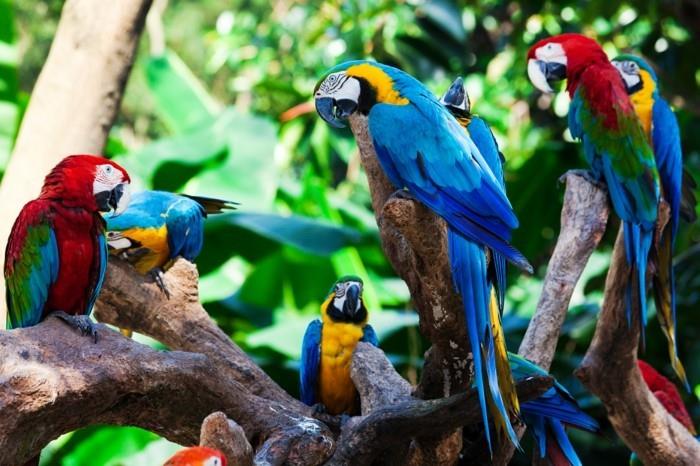 oiseaux de la forêt amazonienne