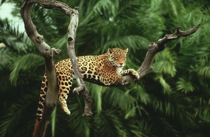 jaguar de la forêt amazonienne