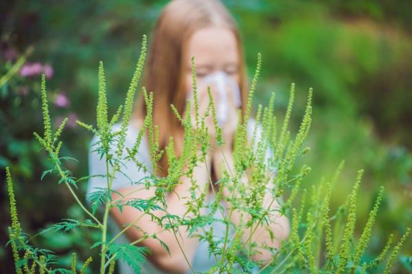 symptômes d'allergie à l'ambroisie