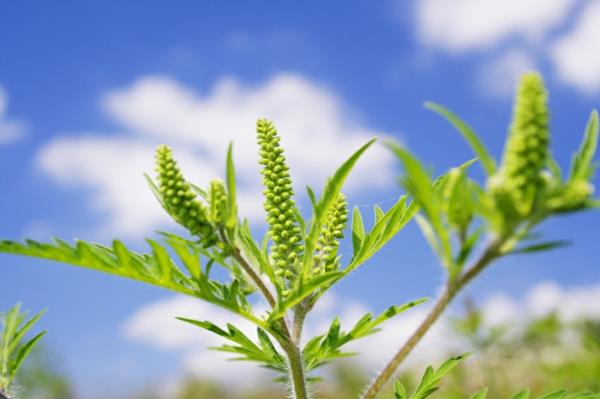 conseils sur les allergies aux plantes d'ambroisie