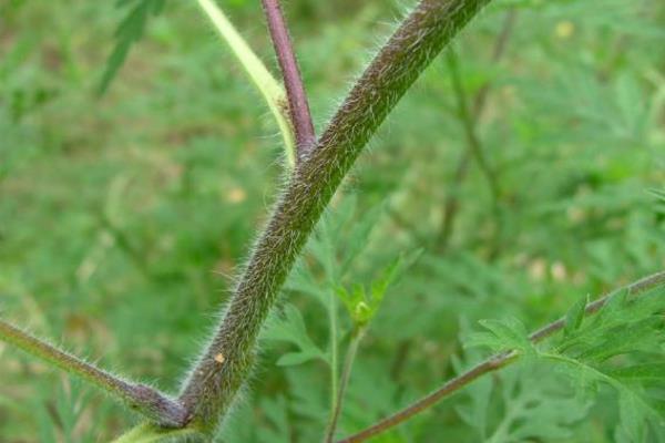 allergie aux plantes d'ambroisie