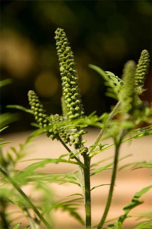 plante ambroisie allergie dangereuse